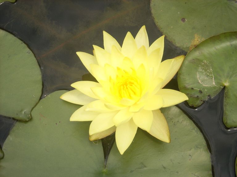 연꽃폭포(동영상)